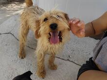 SCOTT, Hund, Mischlingshund in Spanien - Bild 2
