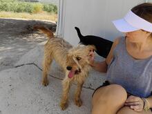 SCOTT, Hund, Mischlingshund in Spanien - Bild 3