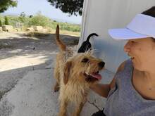 SCOTT, Hund, Mischlingshund in Spanien - Bild 4