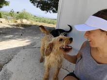 SCOTT, Hund, Mischlingshund in Spanien - Bild 5