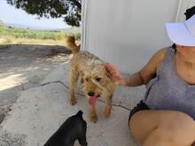 SCOTT, Hund, Mischlingshund in Spanien - Bild 6