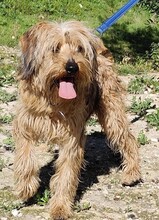 SCOTT, Hund, Mischlingshund in Spanien - Bild 7