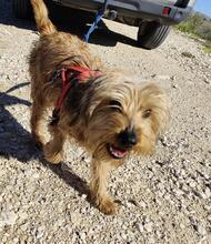SCOTT, Hund, Mischlingshund in Spanien - Bild 8