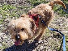 SCOTT, Hund, Mischlingshund in Spanien - Bild 9