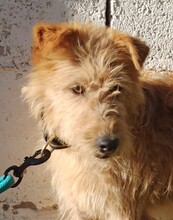 MARCO, Hund, Foxterrier-Mix in Spanien - Bild 1