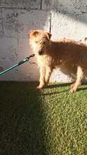 MARCO, Hund, Foxterrier-Mix in Spanien - Bild 2