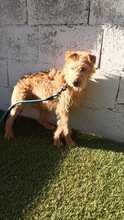 MARCO, Hund, Foxterrier-Mix in Spanien - Bild 3