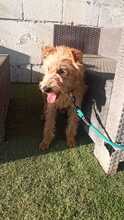MARCO, Hund, Foxterrier-Mix in Spanien - Bild 5