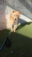 MARCO, Hund, Foxterrier-Mix in Spanien - Bild 6