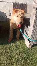 MARCO, Hund, Foxterrier-Mix in Spanien - Bild 7