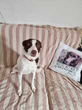 LOTTA, Hund, Mischlingshund in Eixen - Bild 1