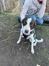 LOTTA, Hund, Mischlingshund in Eixen - Bild 2