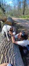 LOTTA, Hund, Mischlingshund in Eixen - Bild 4