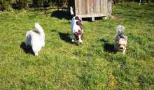 LOTTA, Hund, Mischlingshund in Eixen - Bild 5