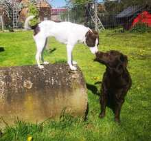 LOTTA, Hund, Mischlingshund in Eixen - Bild 6