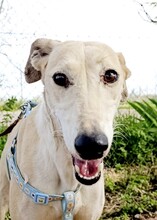 PALOMA2, Hund, Galgo Español in Spanien - Bild 1