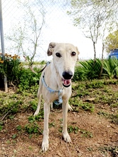 PALOMA2, Hund, Galgo Español in Spanien - Bild 2