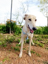 PALOMA2, Hund, Galgo Español in Spanien - Bild 3