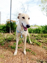 PALOMA2, Hund, Galgo Español in Spanien - Bild 4