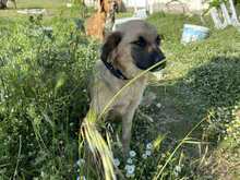 CHICO, Hund, Mischlingshund in Griechenland - Bild 2