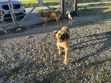 CHICO, Hund, Mischlingshund in Griechenland - Bild 5