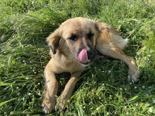 CHICO, Hund, Mischlingshund in Griechenland - Bild 6
