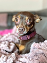GINY, Hund, Rehpinscher in Weddelbrook - Bild 1