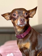 GINY, Hund, Rehpinscher in Weddelbrook - Bild 3