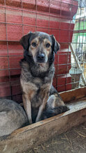 BROWNIE, Hund, Mischlingshund in Rumänien - Bild 2