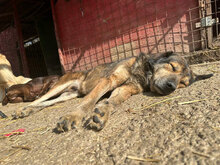 BROWNIE, Hund, Mischlingshund in Rumänien - Bild 3