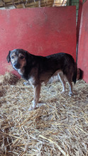 BROWNIE, Hund, Mischlingshund in Rumänien - Bild 5