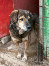 BROWNIE, Hund, Mischlingshund in Rumänien - Bild 6