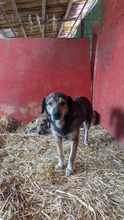 BROWNIE, Hund, Mischlingshund in Rumänien - Bild 8