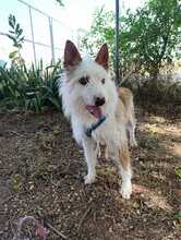 DOC, Hund, Podenco-Mix in Spanien - Bild 2