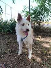 DOC, Hund, Podenco-Mix in Spanien - Bild 3