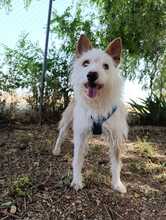 DOC, Hund, Podenco-Mix in Spanien - Bild 4