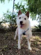 DOC, Hund, Podenco-Mix in Spanien - Bild 6