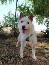 DOC, Hund, Podenco-Mix in Spanien - Bild 7
