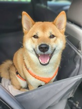 ENU, Hund, Shiba Inu in München - Bild 1