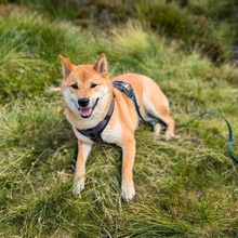 ENU, Hund, Shiba Inu in München - Bild 2