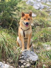 ENU, Hund, Shiba Inu in München - Bild 3