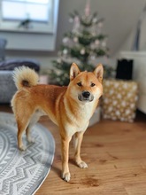 ENU, Hund, Shiba Inu in München - Bild 4