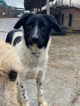 LOLLE, Hund, Mischlingshund in Rumänien - Bild 1