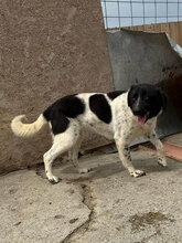 LOLLE, Hund, Mischlingshund in Rumänien - Bild 5