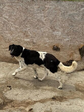 LOLLE, Hund, Mischlingshund in Rumänien - Bild 6