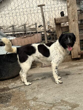 LOLLE, Hund, Mischlingshund in Rumänien - Bild 7