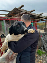 LOLLE, Hund, Mischlingshund in Rumänien - Bild 8