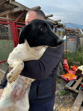 LOLLE, Hund, Mischlingshund in Rumänien - Bild 9