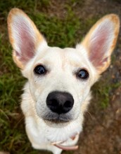 FLUMMI, Hund, Mischlingshund in Bad Homburg - Bild 2