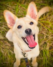 FLUMMI, Hund, Mischlingshund in Bad Homburg - Bild 3